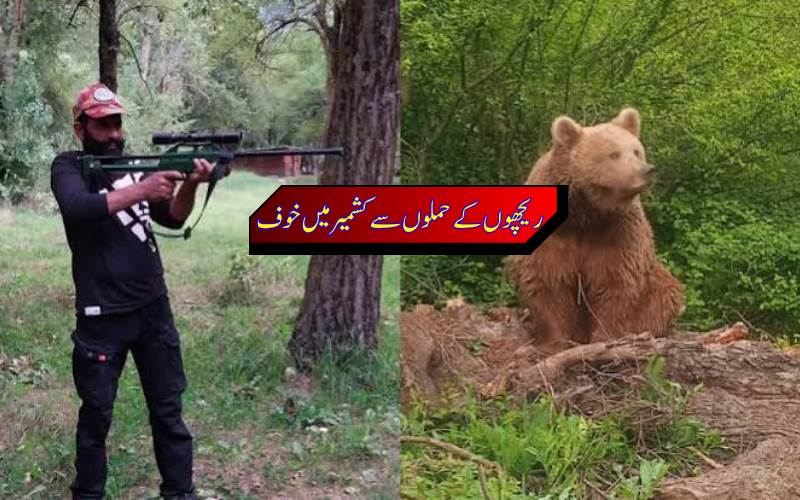 سیب کی کٹائی کے دوران کشمیر میں ریچھوں کی دہشت۔2 ہلاک، 40 سے زائد زخمی